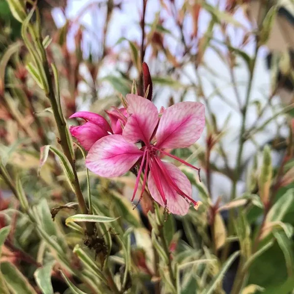 Gaura lindheimeri Gambit Rose Bicolor- Díszgyertya CS9