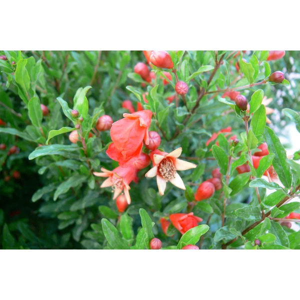 Punica granatum – Gránátalma K3 50/70