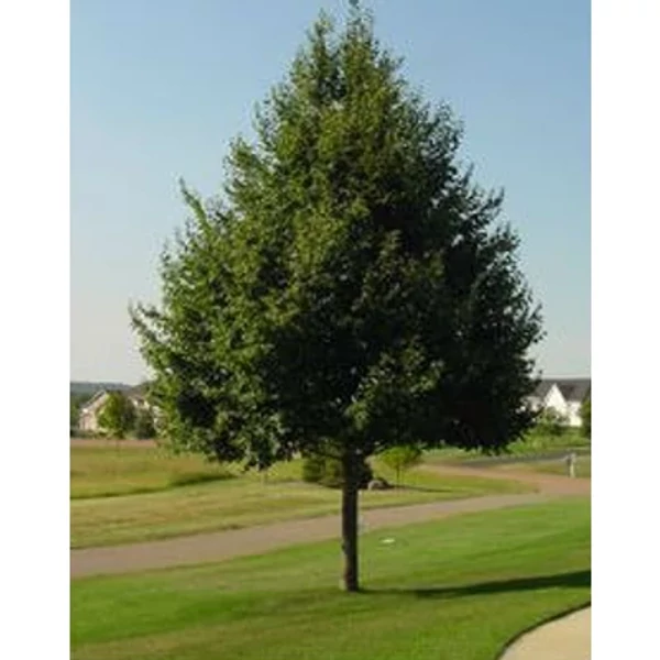 Tilia cordata Greenspire - Kislevelű hárs K10,5 6/8 175/220