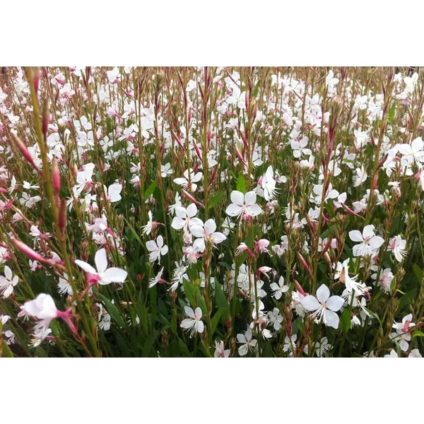 Gaura lindheimeri Snowstorm- Díszgyertya fehér CS9/11