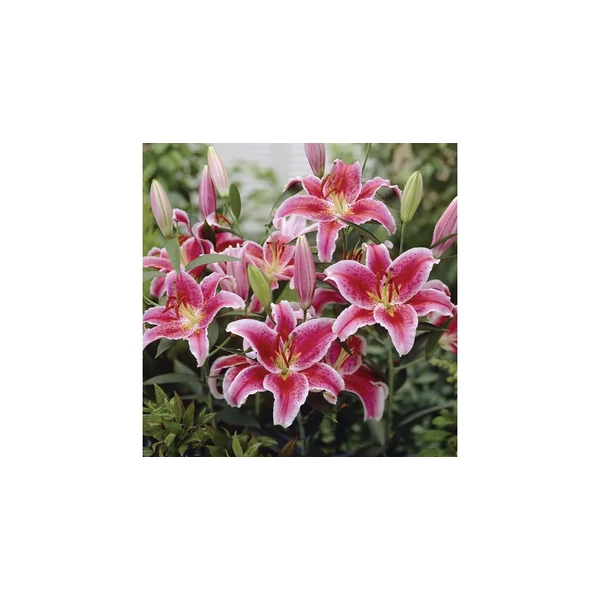 Lilium - Liliom Oriental Star Gazer CS14