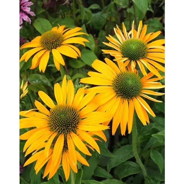 Echinacea 'Now Cheesier' - Kasvirág CS15
