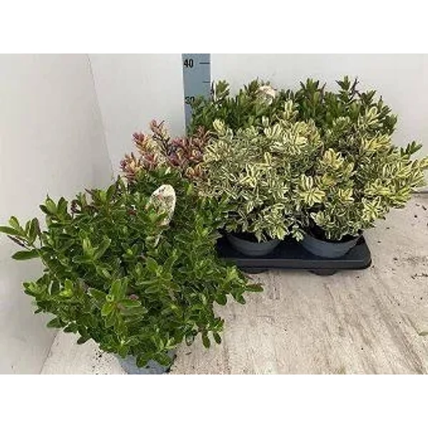 Hebe - Veronikacserje Cs15