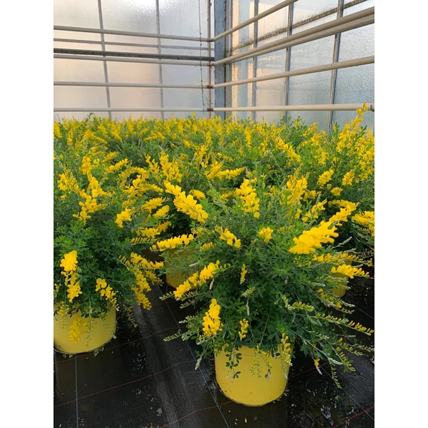 Cytisus × racemosus (Genista) BIG BUD – Illatos zanót P17 color