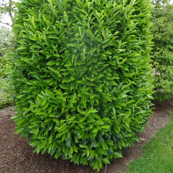 Prunus laurocerasus 'Genolia' - Oszlopos babérmeggy K5 60/80