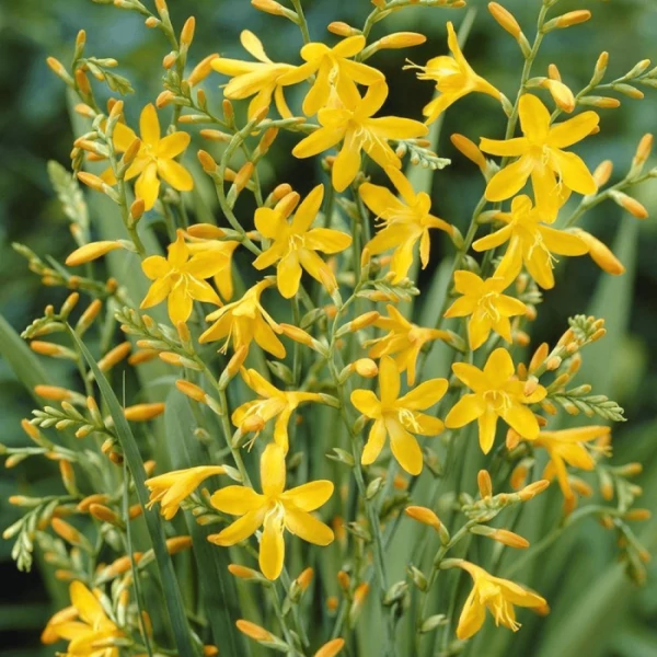 Crocosmia George Davidson - Kerti sáfrányfű K2