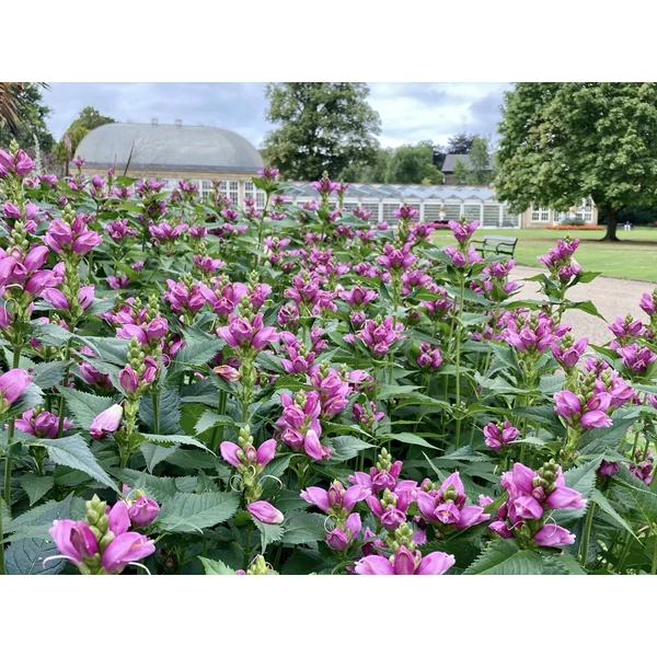 Chelone obliqua Csinos Gerlefej Cs9