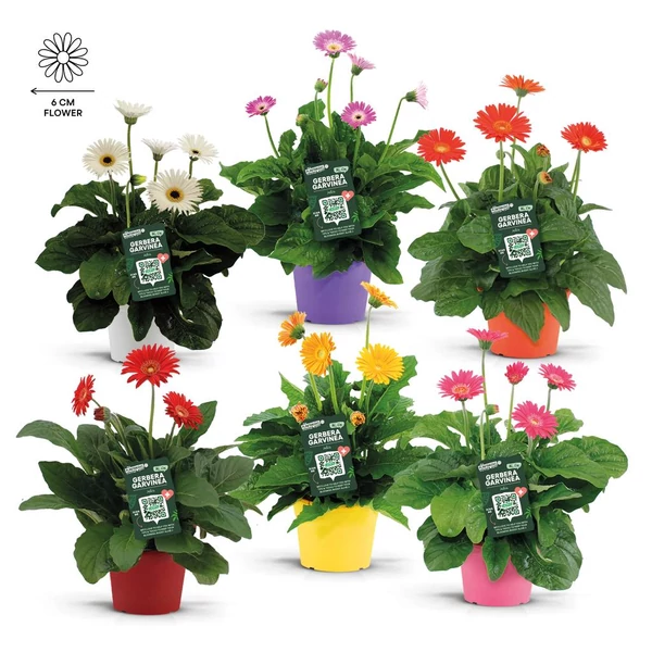 Gerbera Garvinea in varieties - Gerbera EXTRA P19 60+ 1db