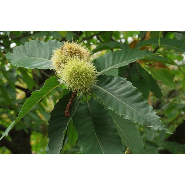 Castanea sativa  - Szelídgesztenye K35 12/14