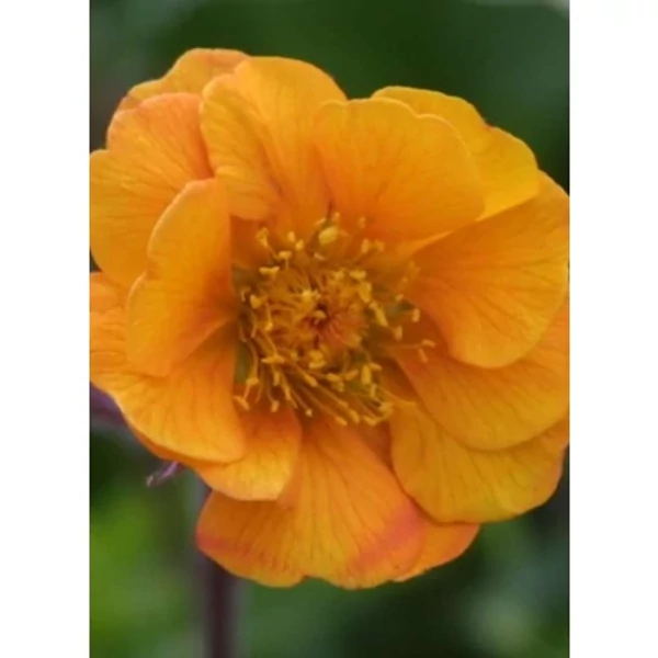 Geum - Gyömbérgyökér Carlskaer CS14