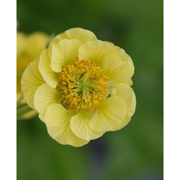 Geum ‘Fluffy Yellow’ – Sárga gyömbérgyökér CS14