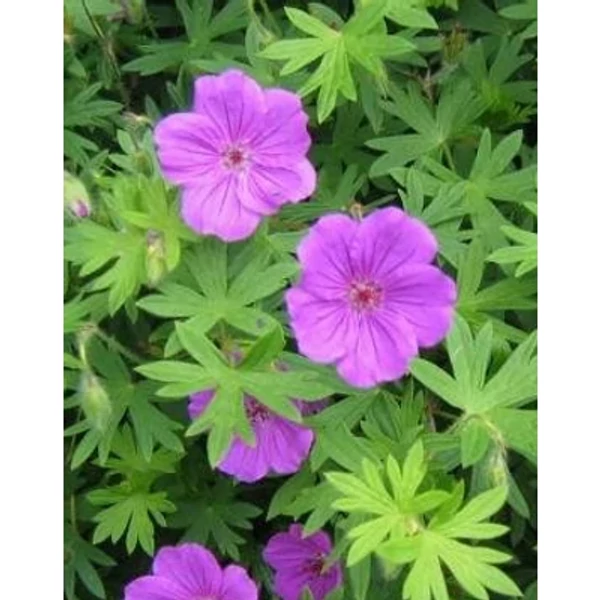 Geranium sanguineum 'Tiny Monster' - Piros gólyaorr CS9