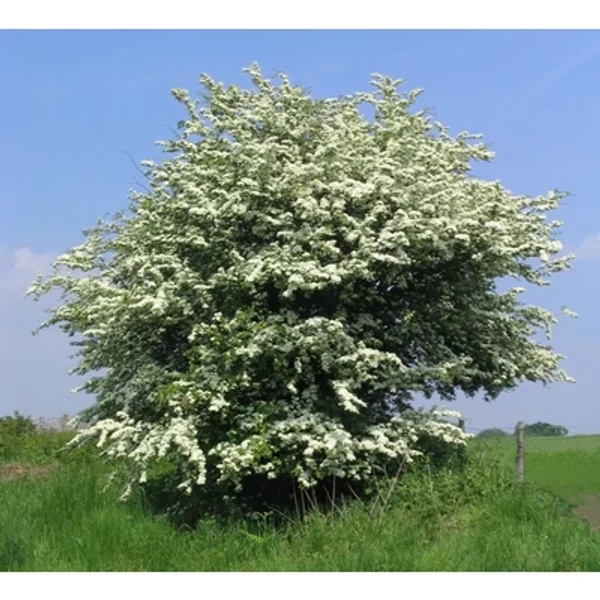 Crataegus Monogyna Egybibés Galagonya Többtörzses 200/250