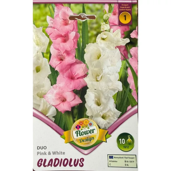 Kardvirág Gladiolus Duo Pink White 10db/cs