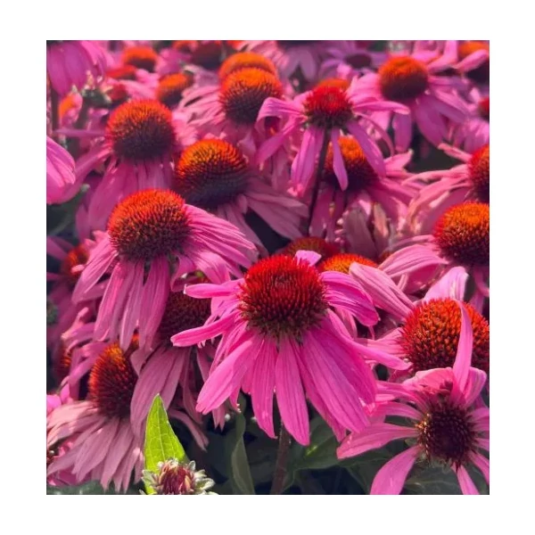 Echinacea purpurea Moodz Courage - Kasvirág Cs15