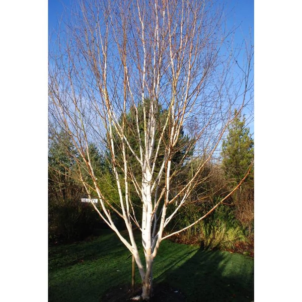 Betula utilis 'Doorenbos' - Himalájai nyír K70 3xi 14/16