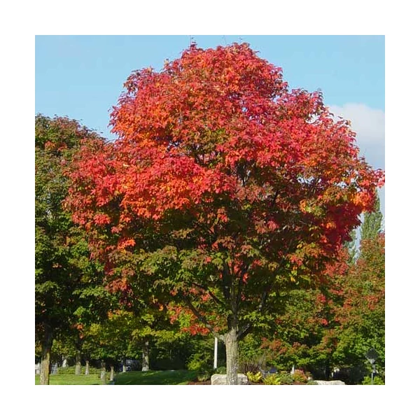 Acer truncatum x platanoides ’Pacific Sunset’  - Skarlátvörös őszi lombszínű hibrid juharfa K50 200 