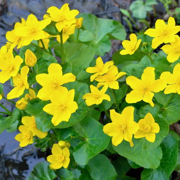 Caltha Palustris - Mocsári gólyahír CS9