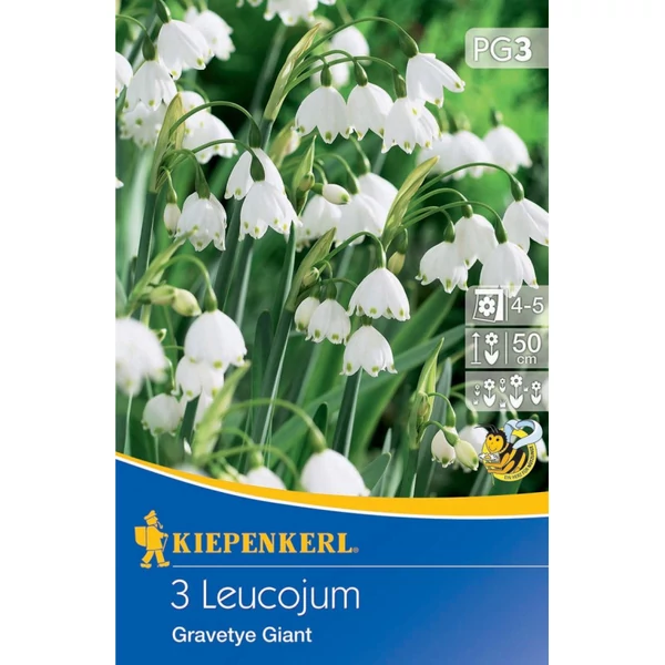 Kiepenkerl  Gravetye Giant Nyári hóvirág 5db