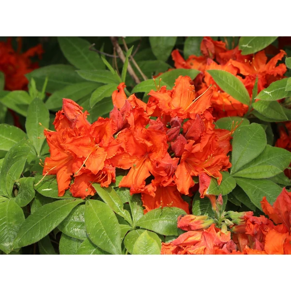 Rhododendron Gibraltar - Azálea  K5 30/40