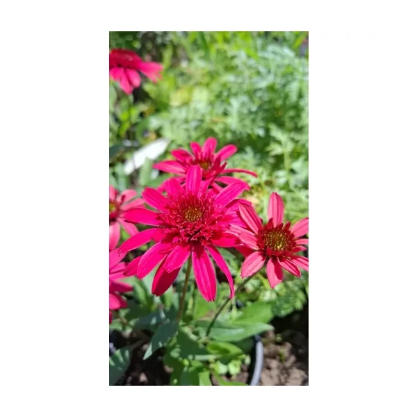 Echinacea - Kasvirág Giddy Pink Cs14