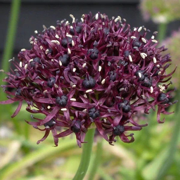 Allium atropurpureum Díszhagyma Cs14