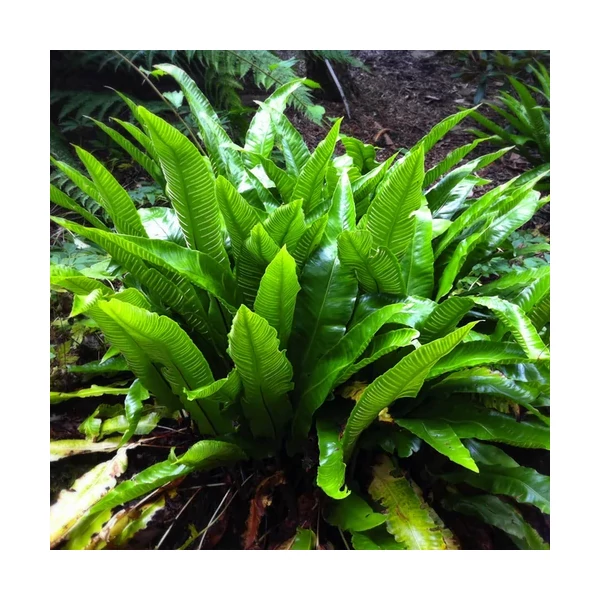 Asplenium Scolopendrium Gímpáfrány Cs9