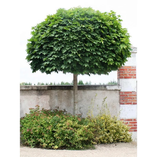 Acer platanoides 'Globosum' - Gömbjuhar K20 8/10 T 200-220