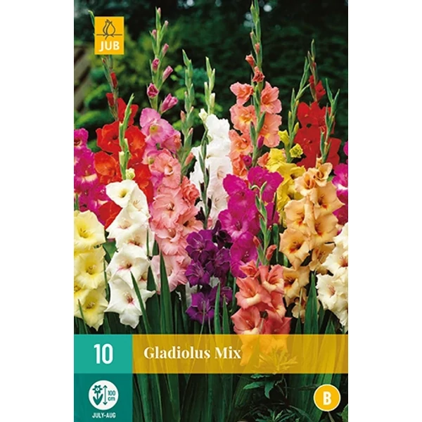 Jub Holland Kardvirág Gladiolus mix 10db