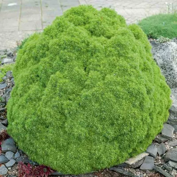 Picea glauca Alberta Globe - Gömb cukorsüvegfenyő 15/20