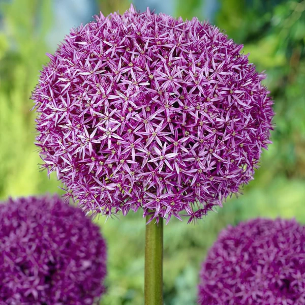 Allium Globemaster Óriás díszhagyma K2
