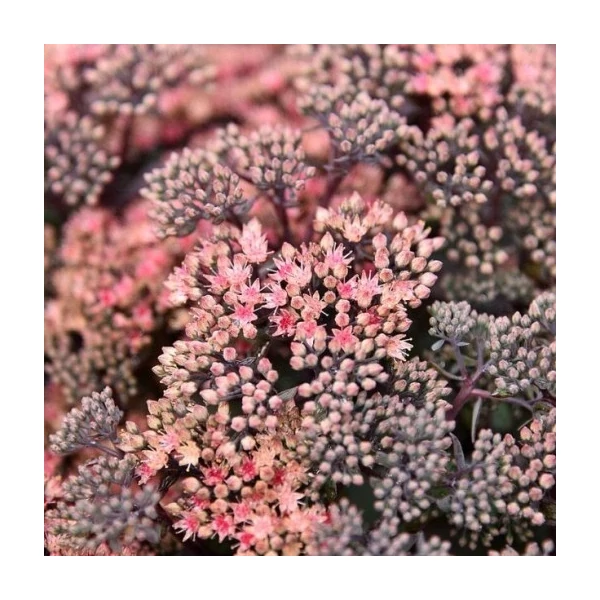 Sedum telephium  Globe Pink - Varjúháj D14