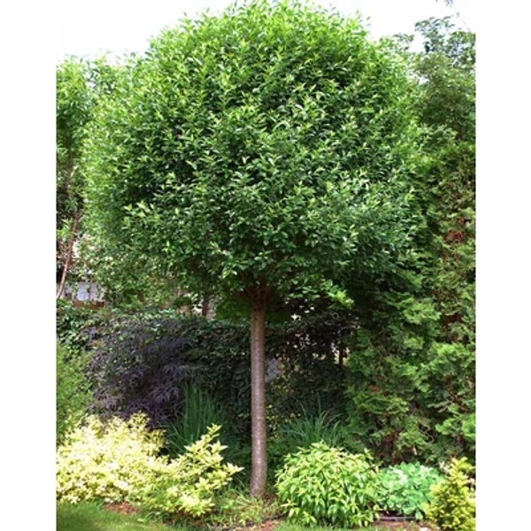 Prunus fruticosa 'Globosa'- Gömb csepleszmeggy K20/25 8/10 T200/220