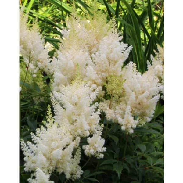 Astilbe x arendsii Weisse Gloria- Kerti tollbuga Cs2l