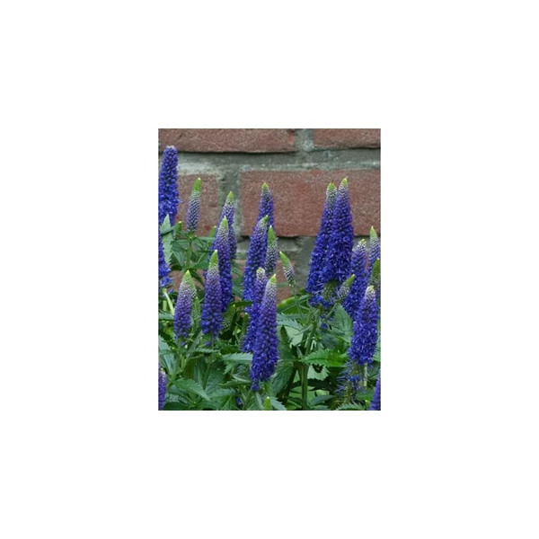 Veronica First Glory- Veronika CS14