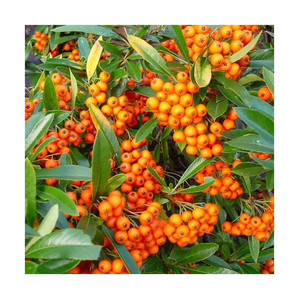 Pyracantha 'Orange' - Tűztövis világos narancs K2L 60/80