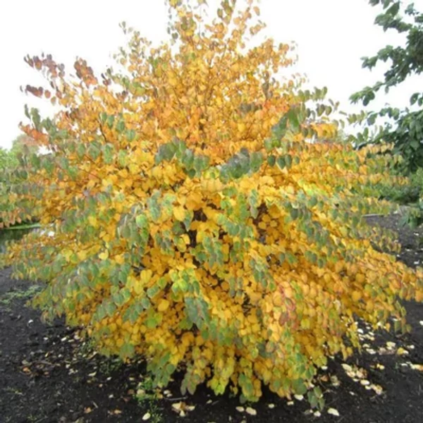 Cercidiphyllum japonicum 'Glowball' – Japán júdásfa K35 8/10 T180
