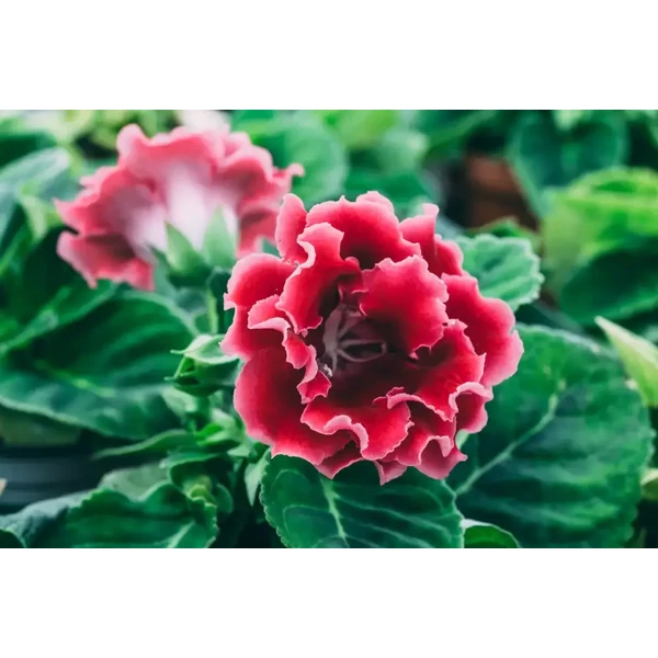 Gloxínia (Sinningia speciosa) csuporka CS14