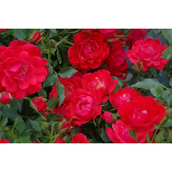 Rosa 'Rubinia' - Talajtakaró rózsa K1,5 20-30