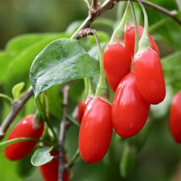 Lycium barbarum - Goji bogyó K2 40/50