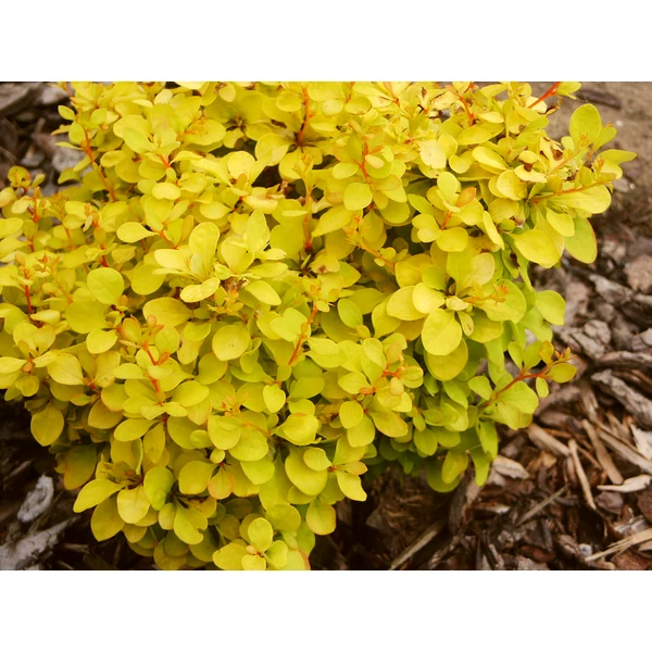 Berberis thunbergii 'Goldalita' - Törpe sárgás borbolya K2 10-30