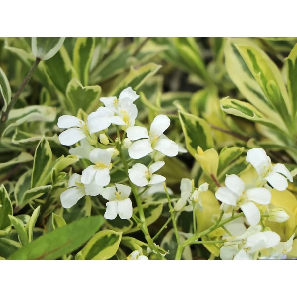 Arabis ferdinandi - coburgii Old Gold- Macedóni ikravirág 