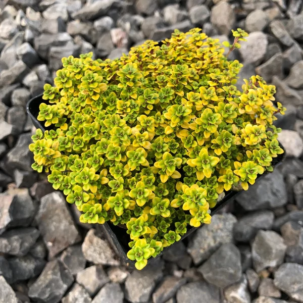 Thymus citriodorus X Archer's Gold - Citromillatú kakukkfű CS9