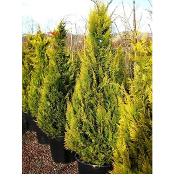 x Cupressocyparis leylandii 'Castlewellan Gold' - Arany leylandi ciprus Spirál 100/125 FL