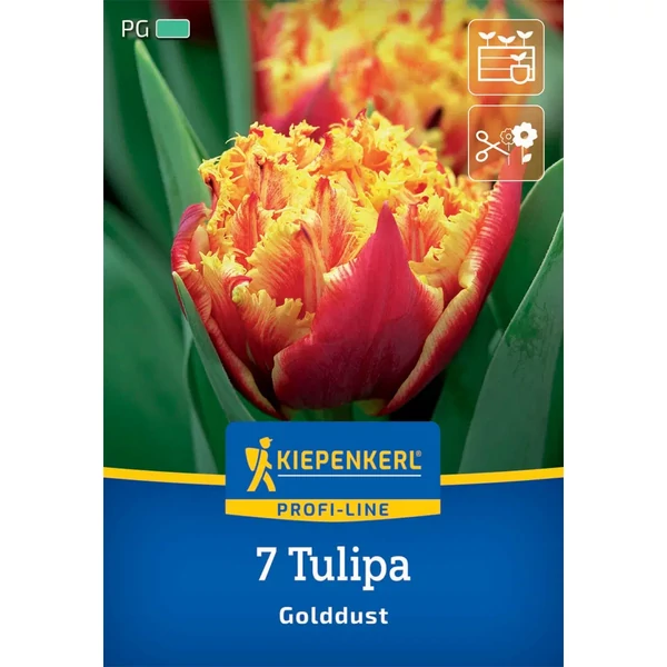 Kiepenkerl Golddust rojtos tulipán virághagymák 7 db