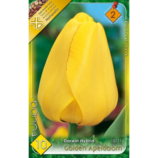 Tulipán virághagyma 10-db-os Golden Apedoorn