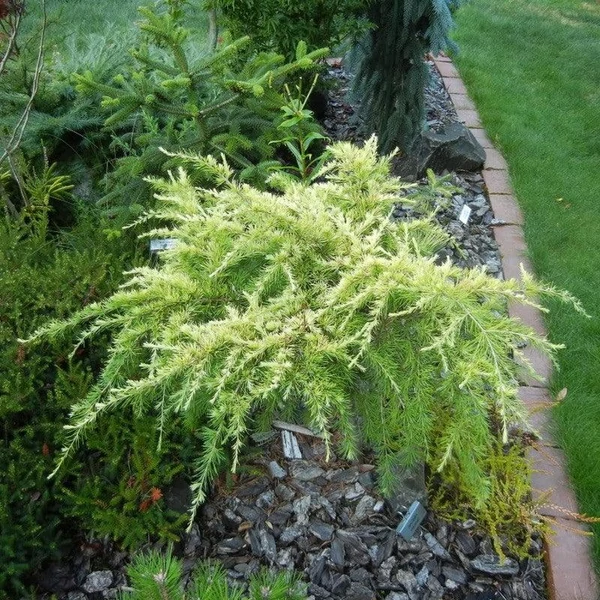 Cedrus deodara 'Golden Horizon' 1/2 törzses, arany cédrus K30