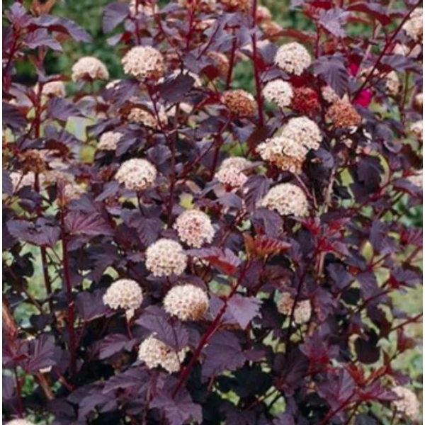 Physocarpus opulifolius Golden Nugget - Bangitalevelű hólyagvessző K2L 20-60