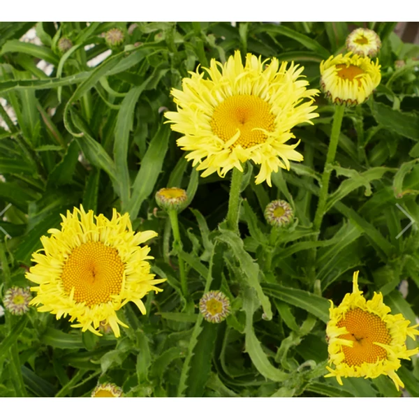 Leucanthemum Goldfinch -  Margaréta CS14