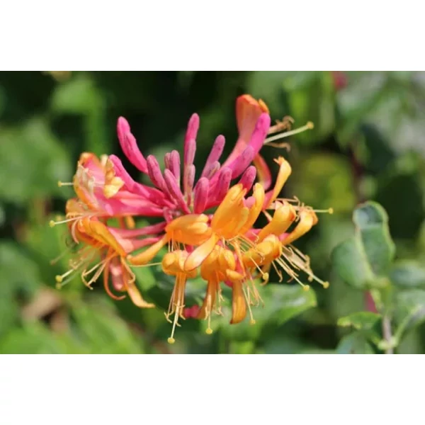 Lonicera x heckrottii 'Goldflame' - Kúszólonc P15 40/60